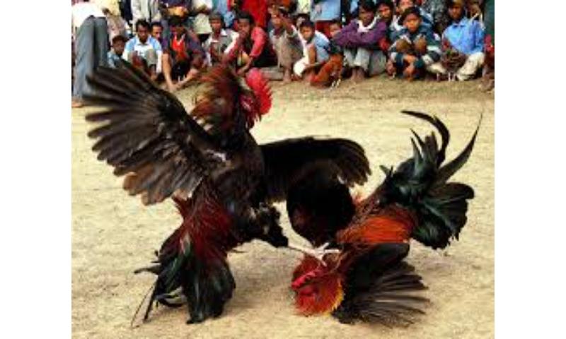 Đá gà an toàn bằng hệ thống bảo mật tối đa