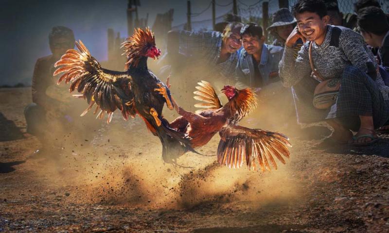 Nhiều hình thức đá gà hấp dẫn khác nhau